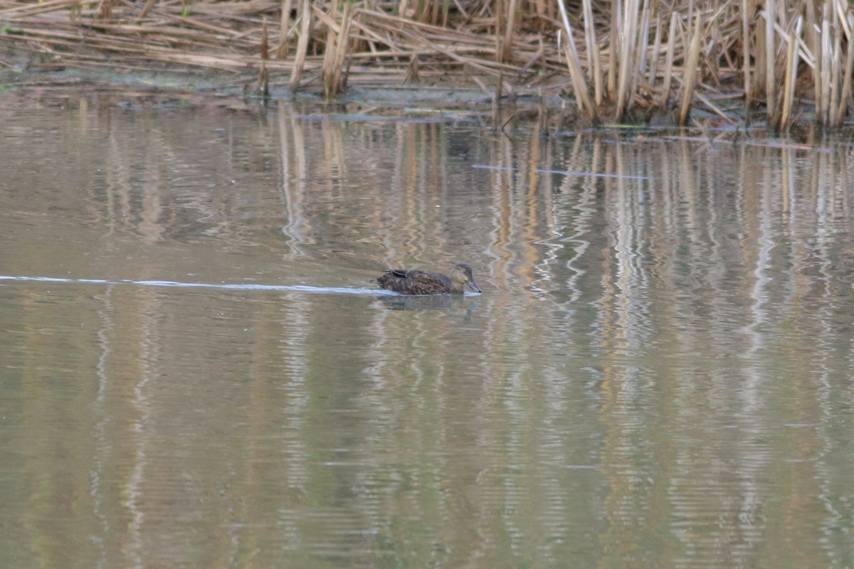 American Black Duck - ML644116007
