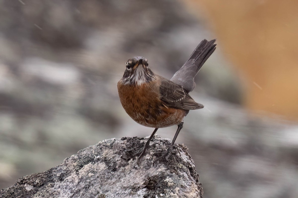 American Robin - ML644116008