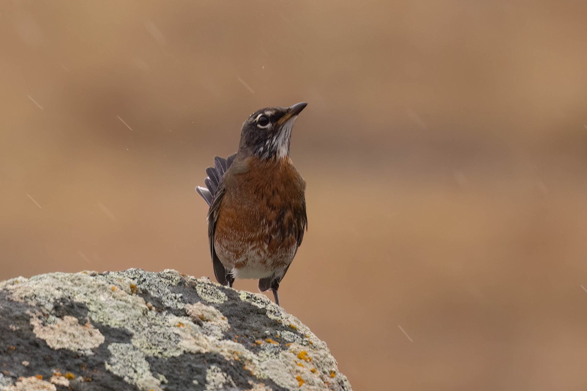 American Robin - ML644116009