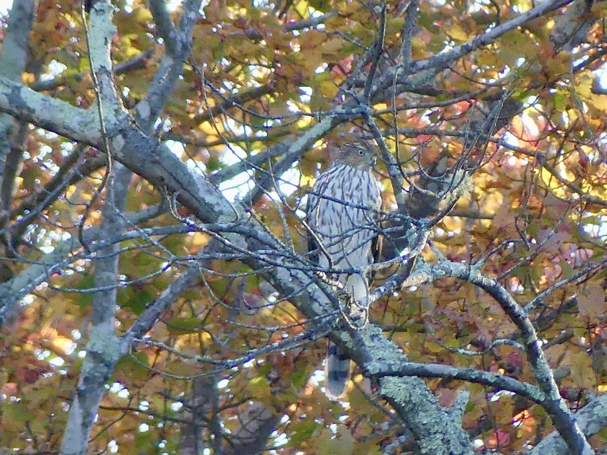 Cooper's Hawk - ML644116014