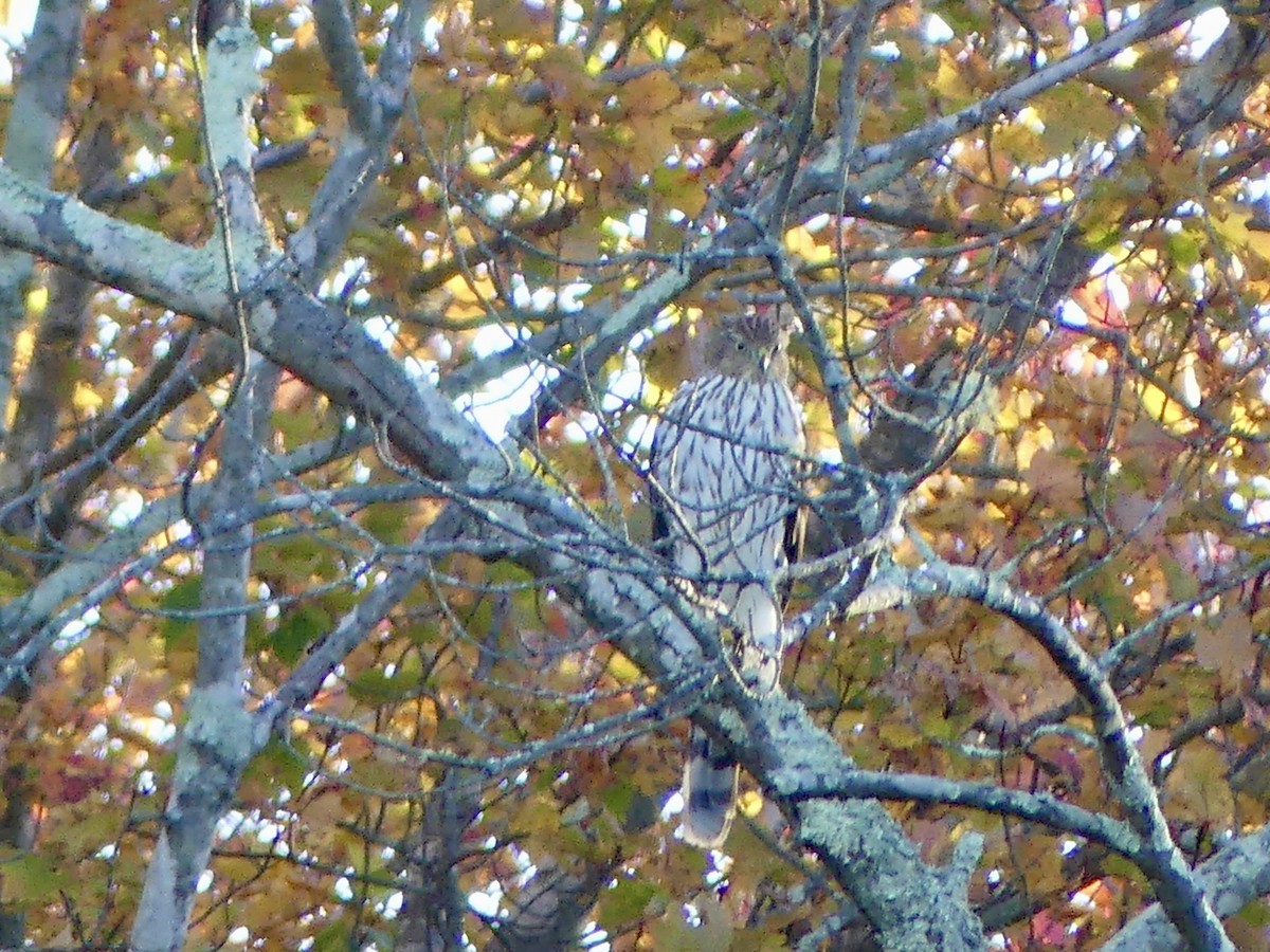 Cooper's Hawk - ML644116015