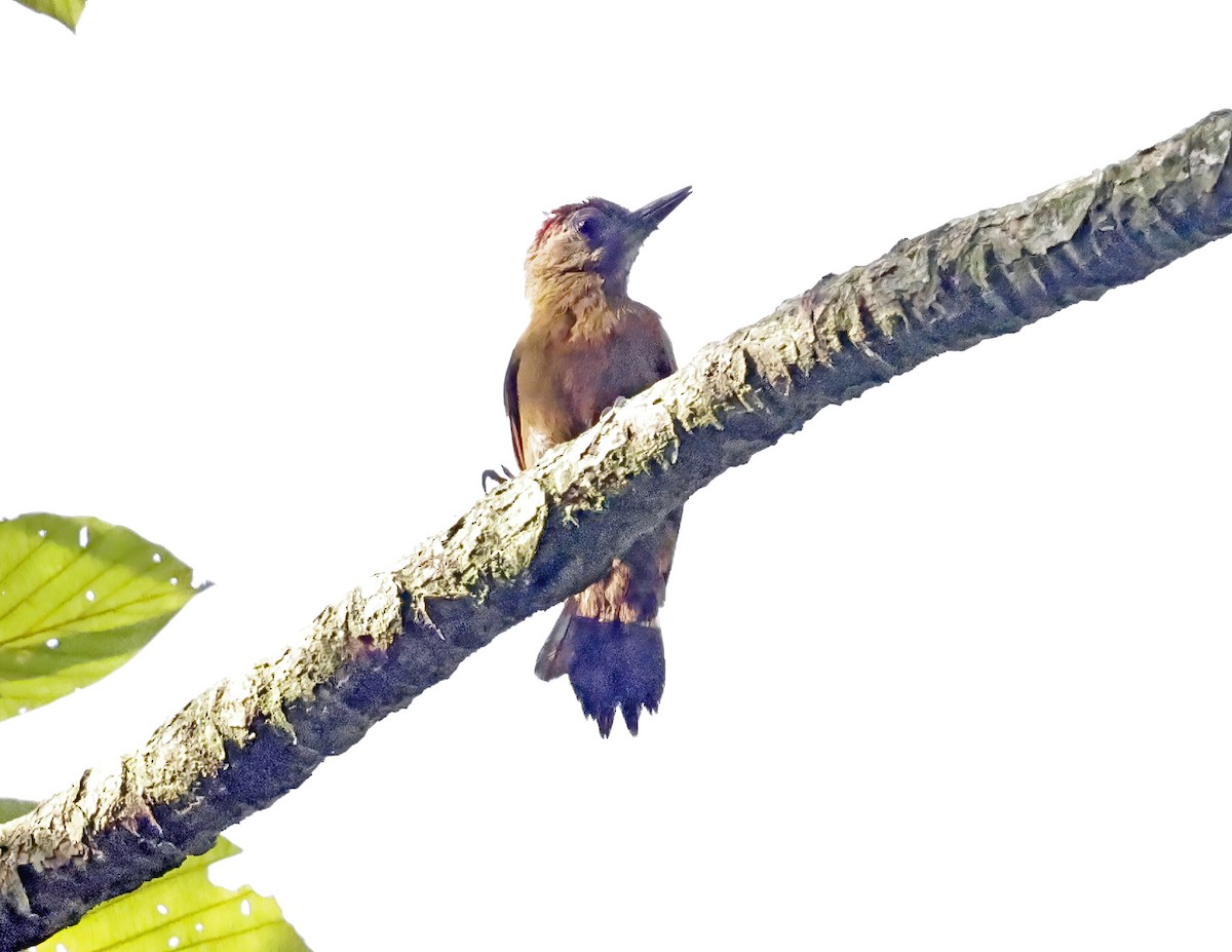 ハゲラ - ML644116017