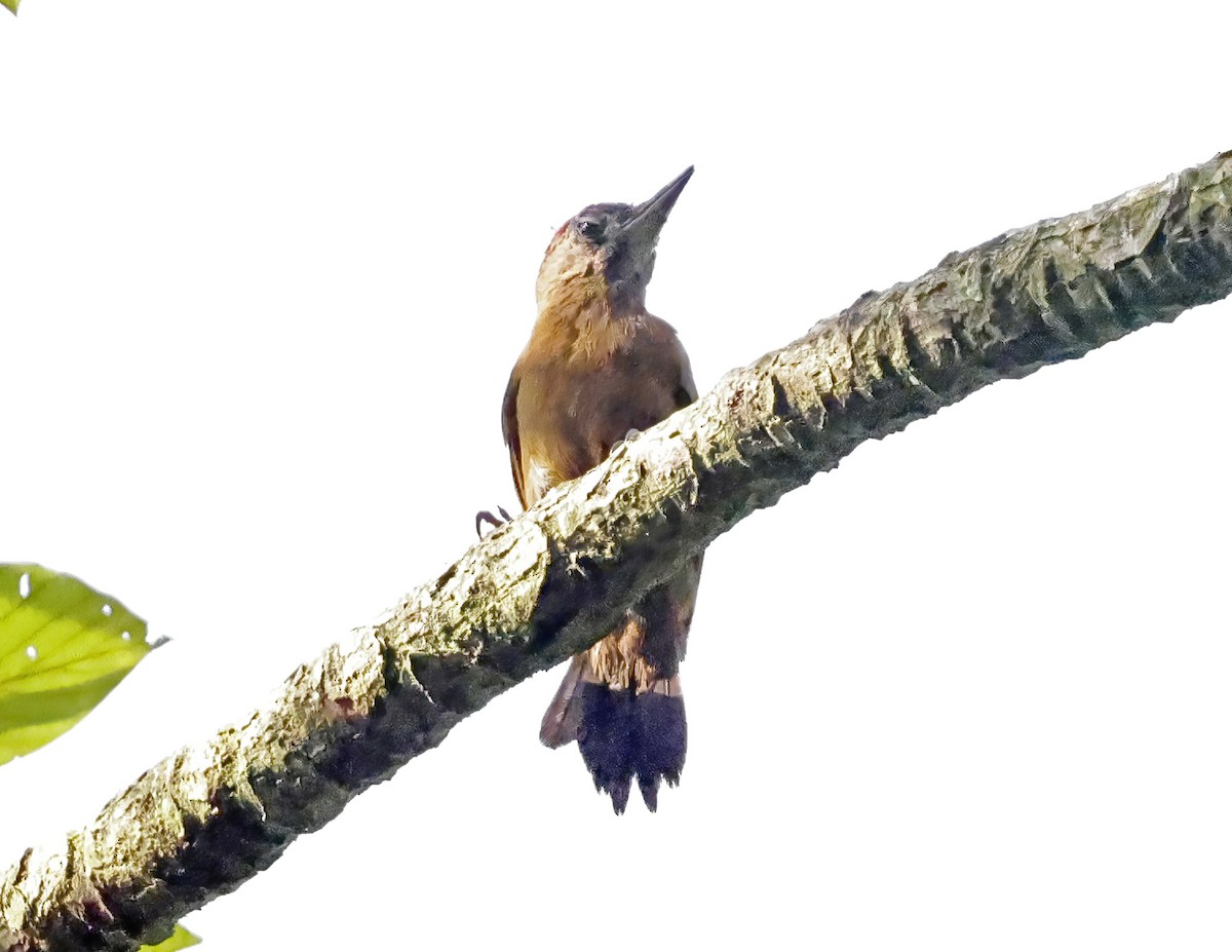 ハゲラ - ML644116018