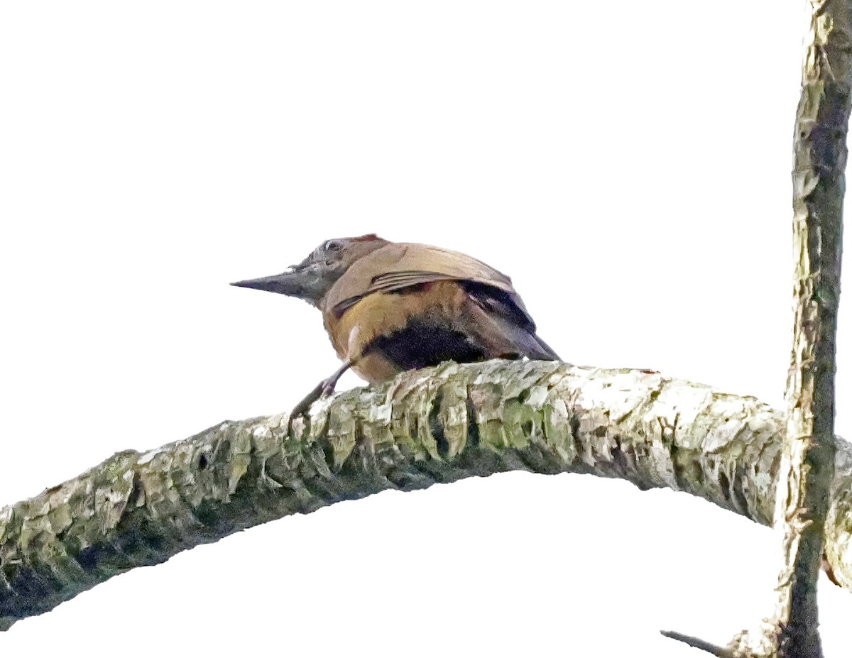 ハゲラ - ML644116019