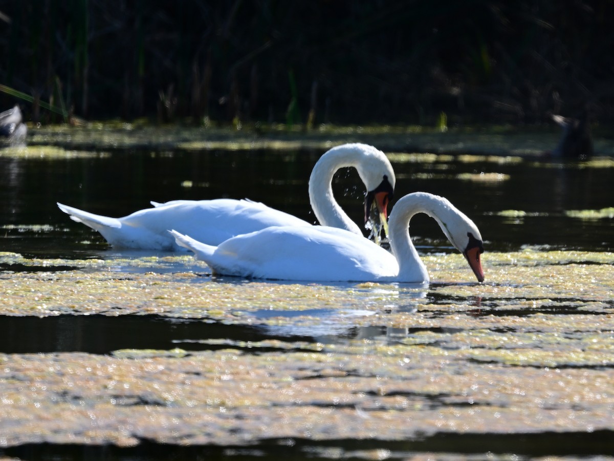 labuť velká - ML644116020