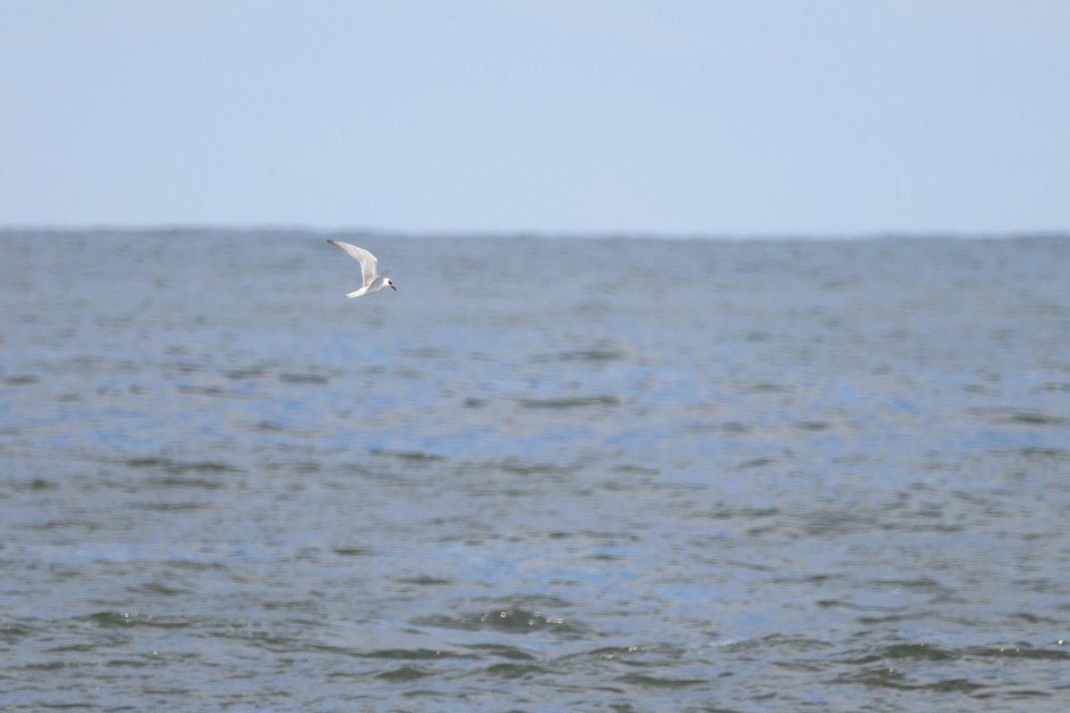 Forster's Tern - ML644116024