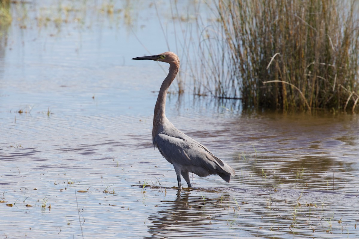 Reddish Egret - ML644116042