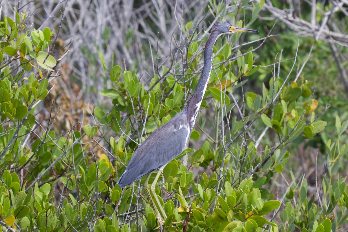 Tricolored Heron - ML644116050