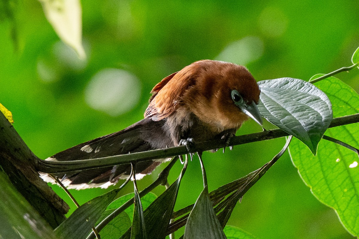 Raffles's Malkoha - ML644116062