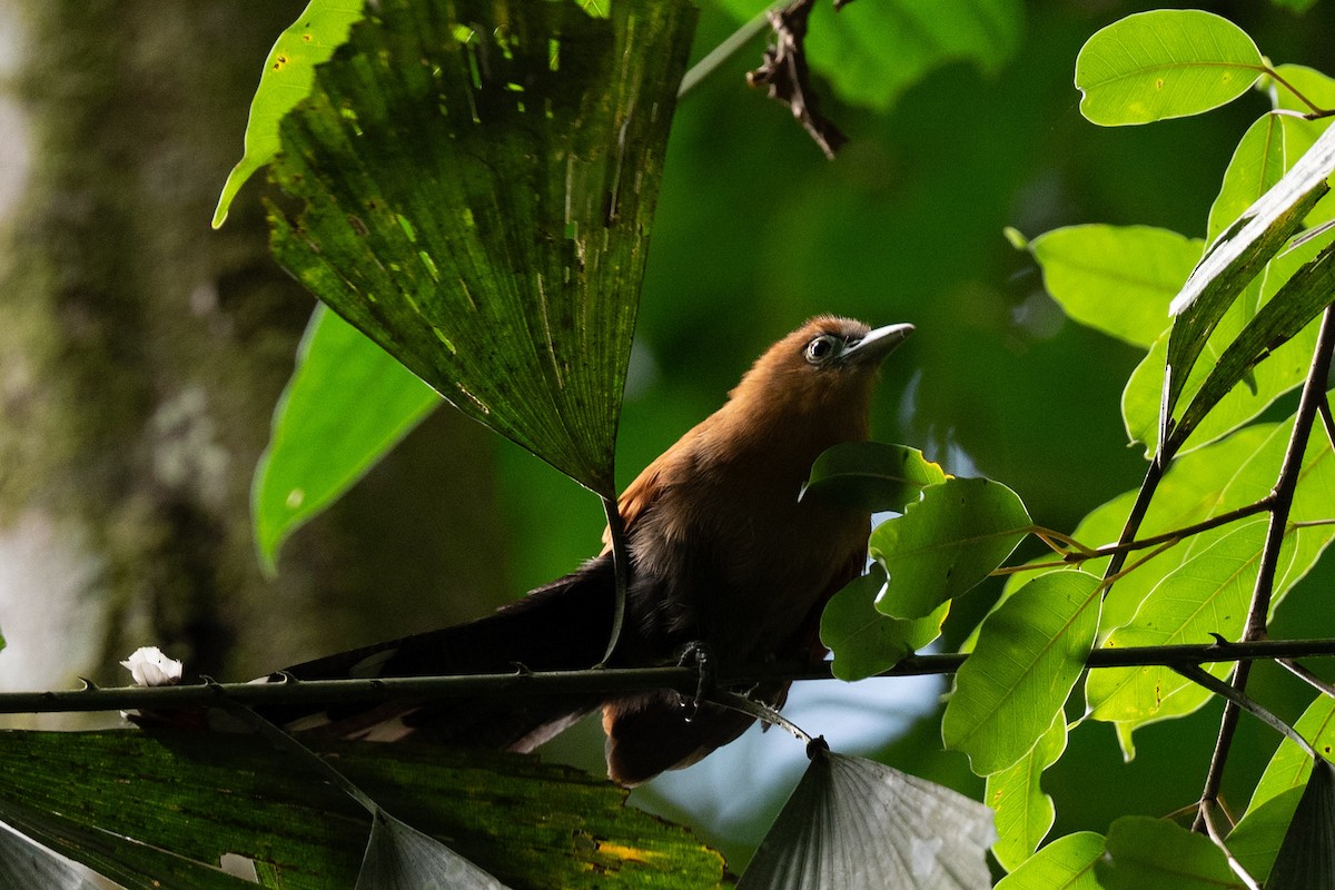 Raffles's Malkoha - ML644116063
