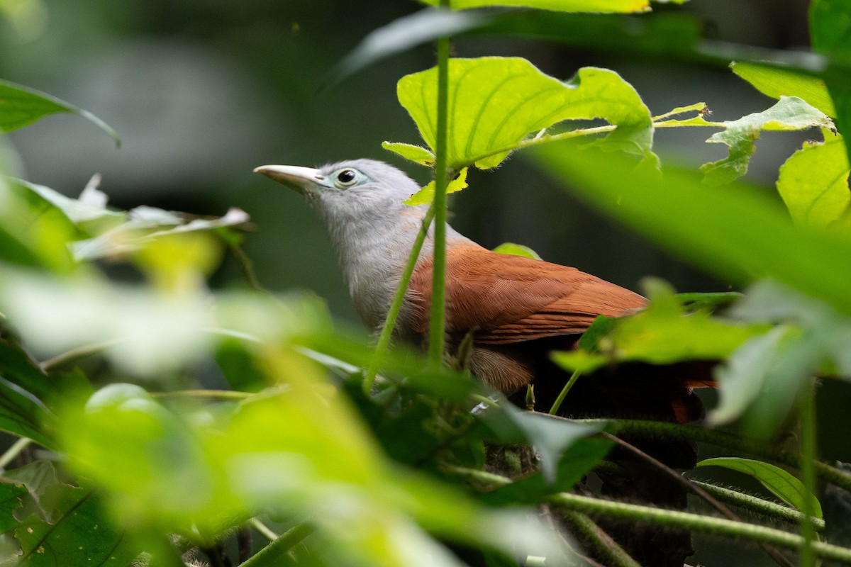 Raffles's Malkoha - ML644116064