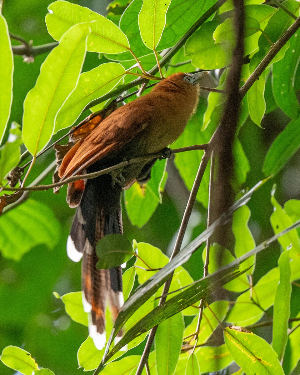 Raffles's Malkoha - ML644116065