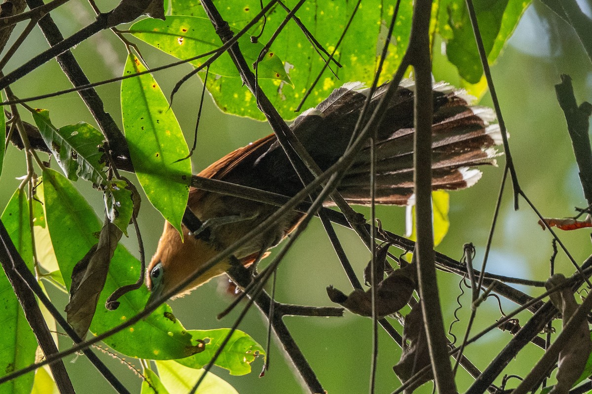 Raffles's Malkoha - ML644116066