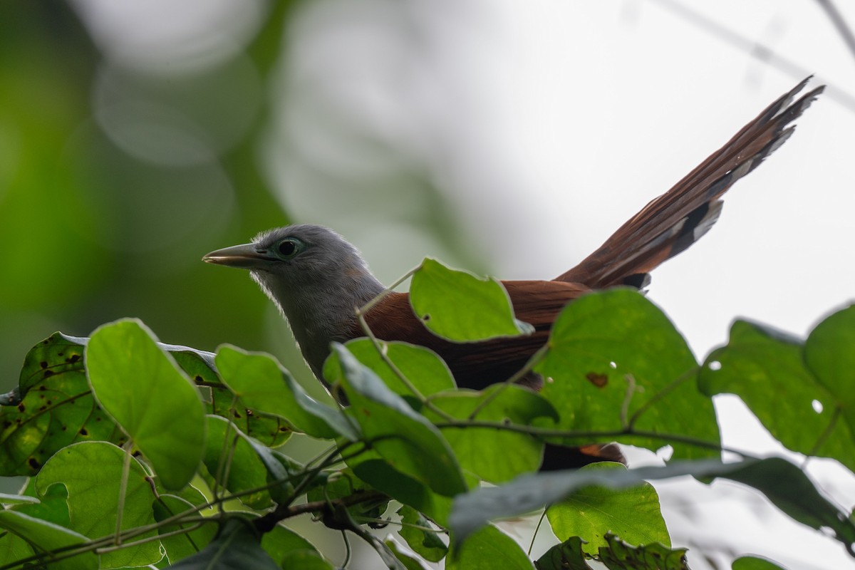 Raffles's Malkoha - ML644116067