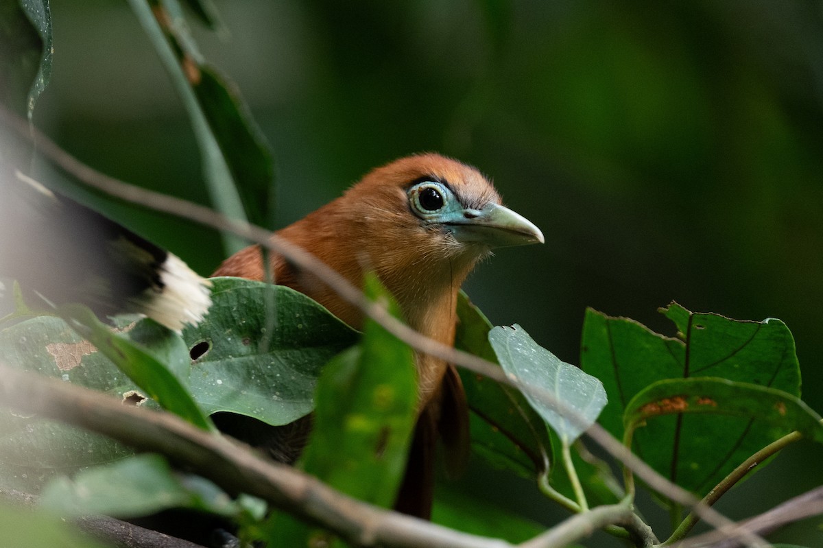 Raffles's Malkoha - ML644116068
