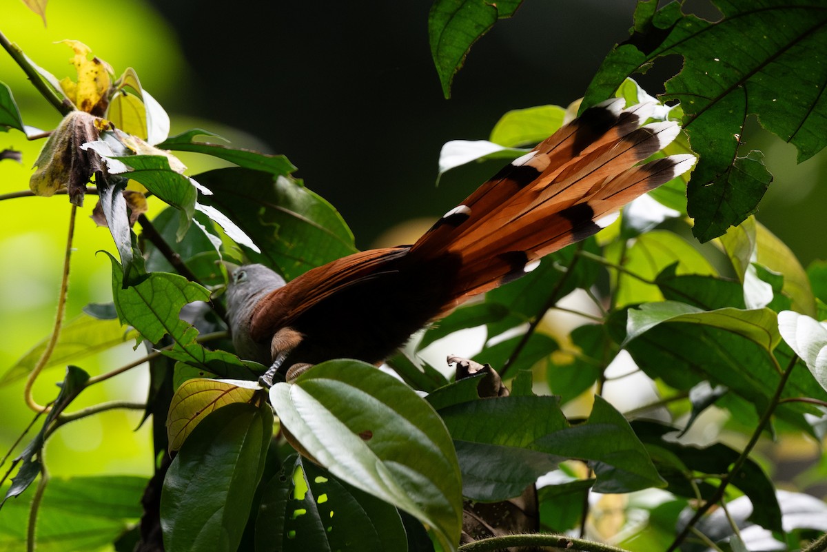 Raffles's Malkoha - ML644116069