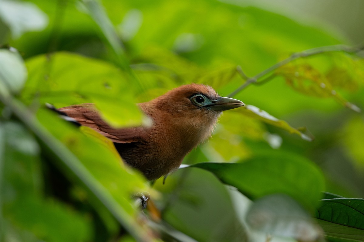 Raffles's Malkoha - ML644116070