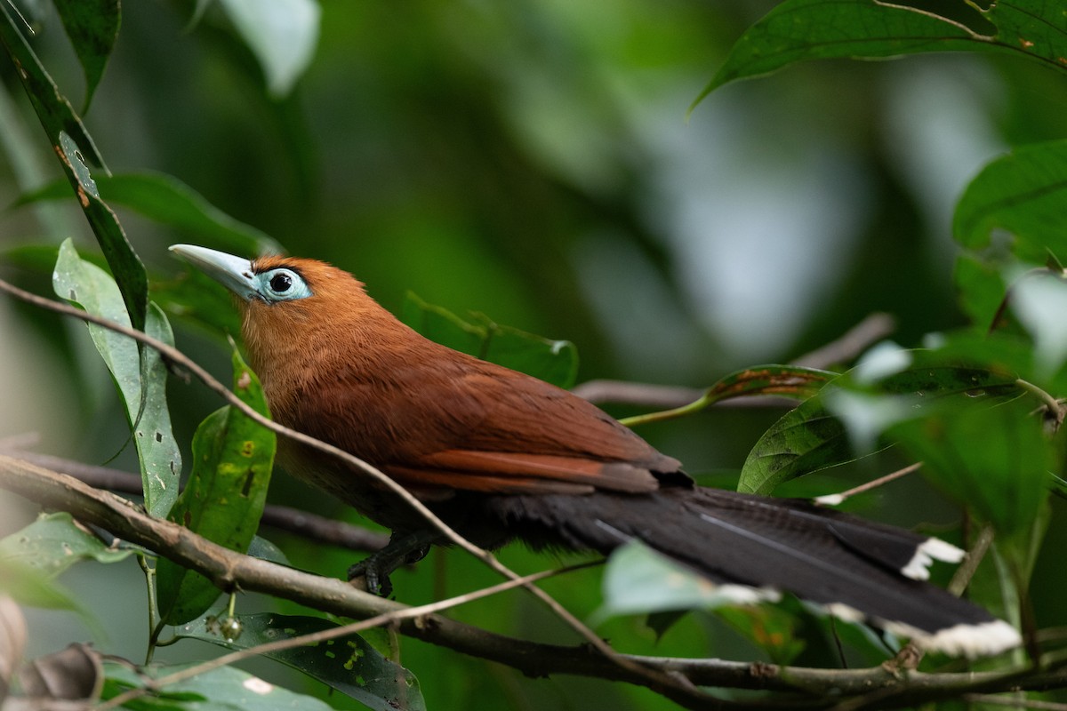 Raffles's Malkoha - ML644116071