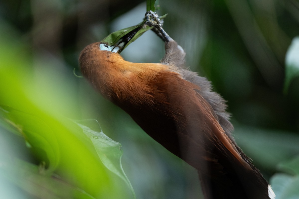 Raffles's Malkoha - ML644116072