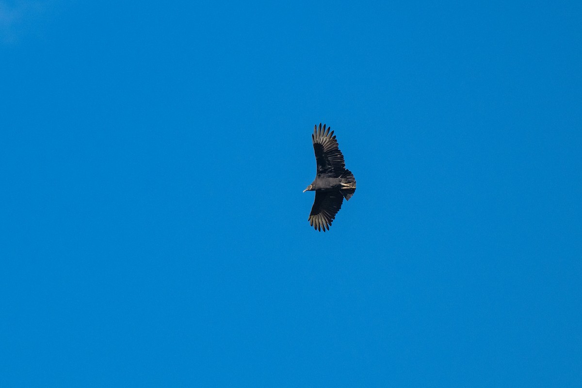 Black Vulture - ML644116088