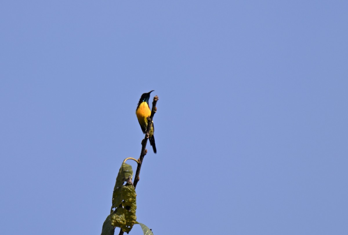 Green-tailed Sunbird - ML644116096