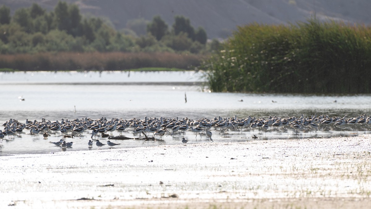 amerikaavosett - ML644116108