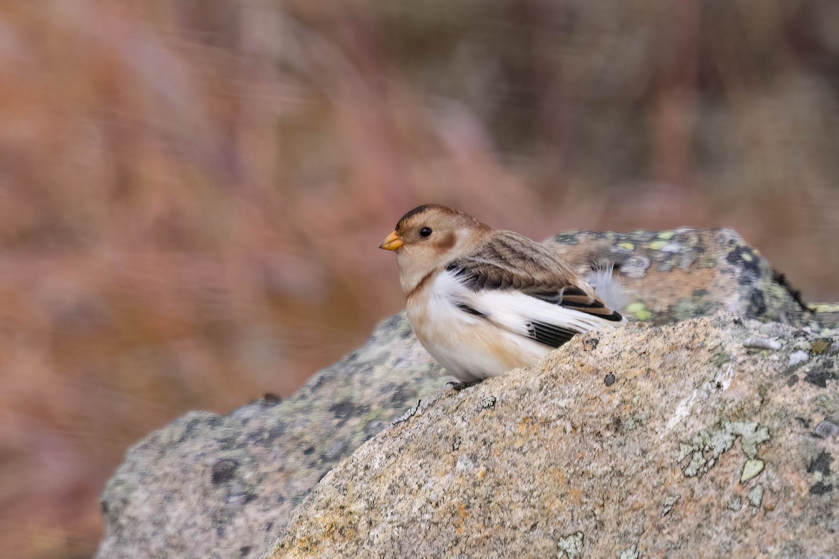 Snow Bunting - ML644116109