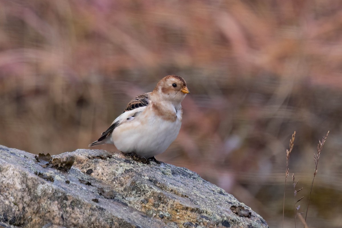 Snow Bunting - ML644116111