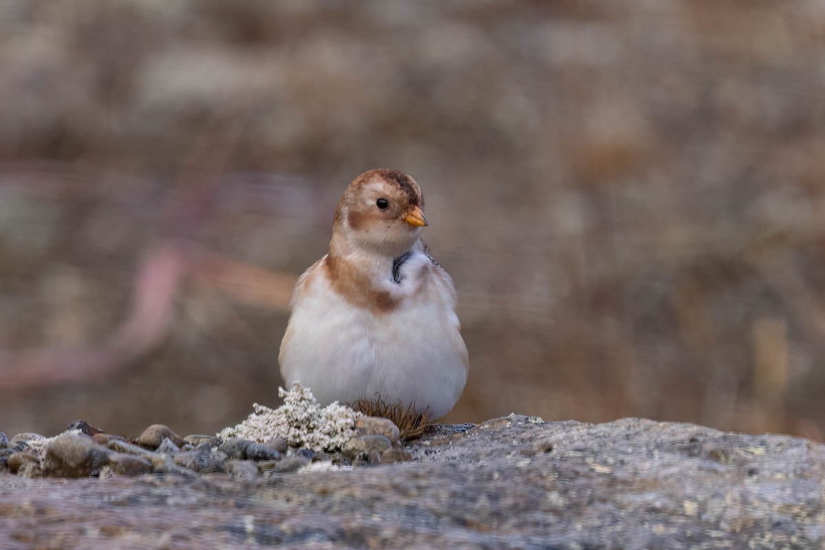 Snow Bunting - ML644116114