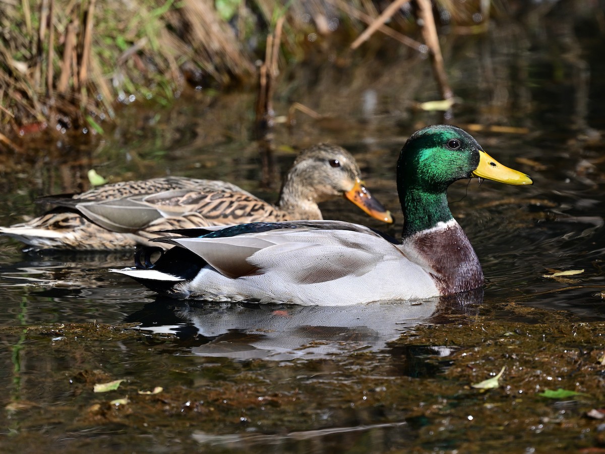 kachna divoká - ML644116125