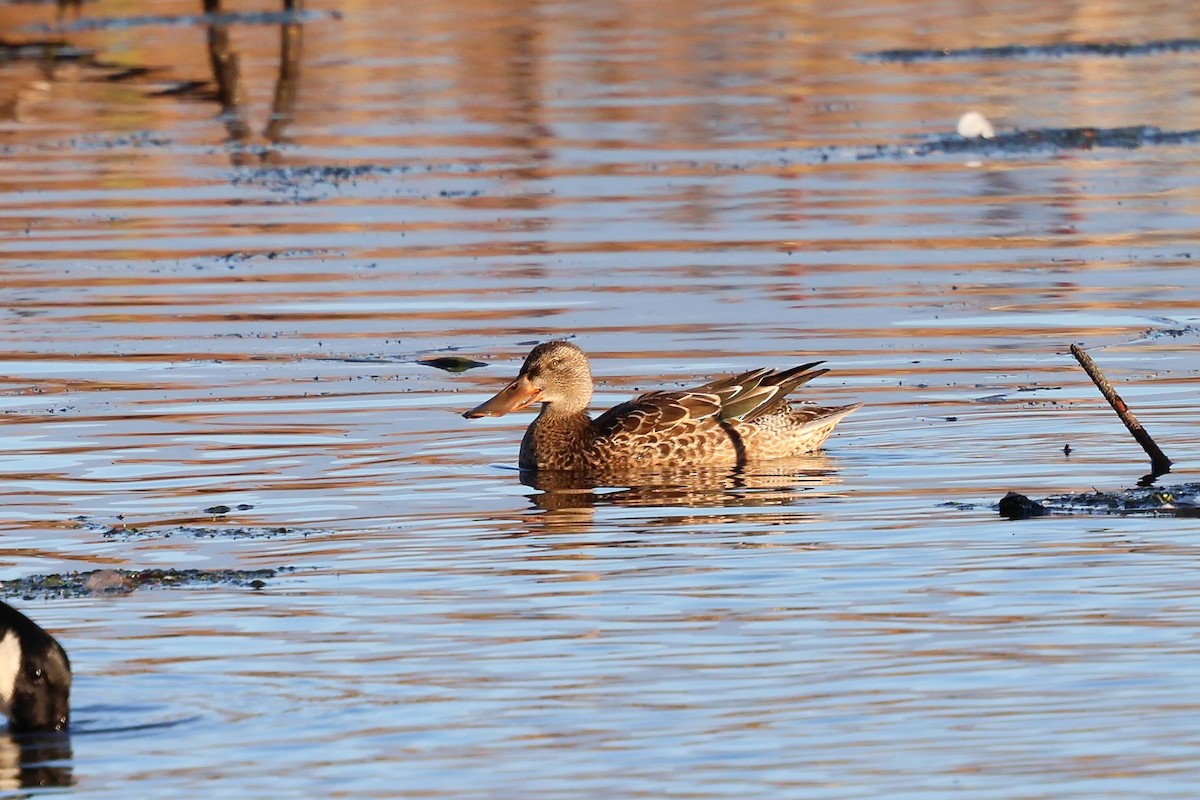 lžičák pestrý - ML644116126