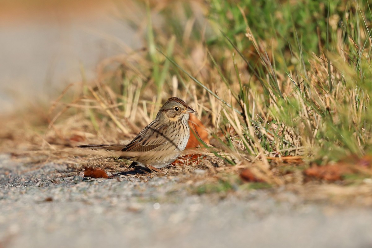 strnadec pruhohlavý - ML644116139