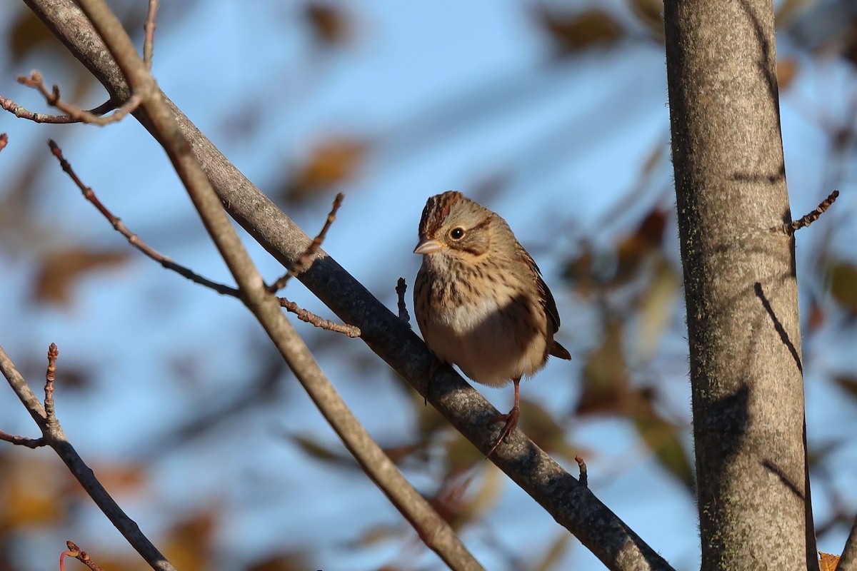 strnadec pruhohlavý - ML644116140