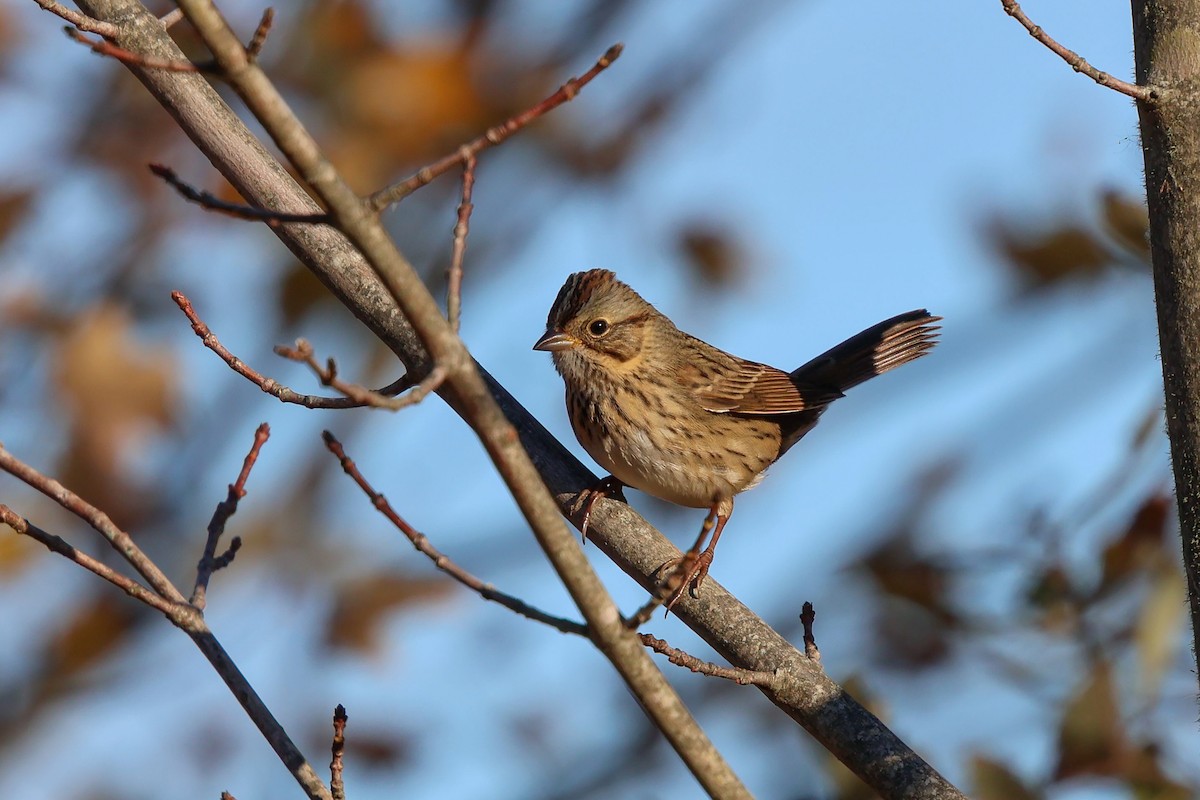 strnadec pruhohlavý - ML644116141