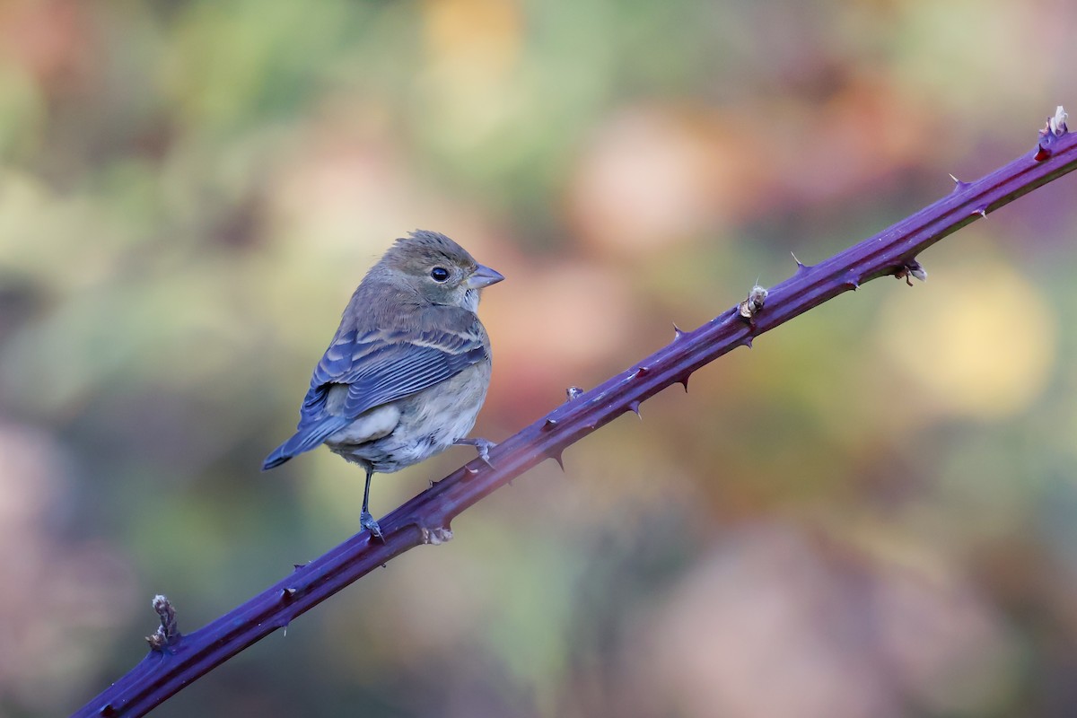 Indigo Bunting - ML644116144