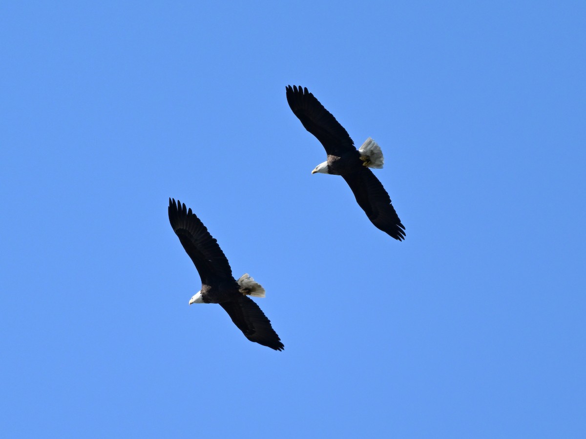 orel bělohlavý - ML644116145