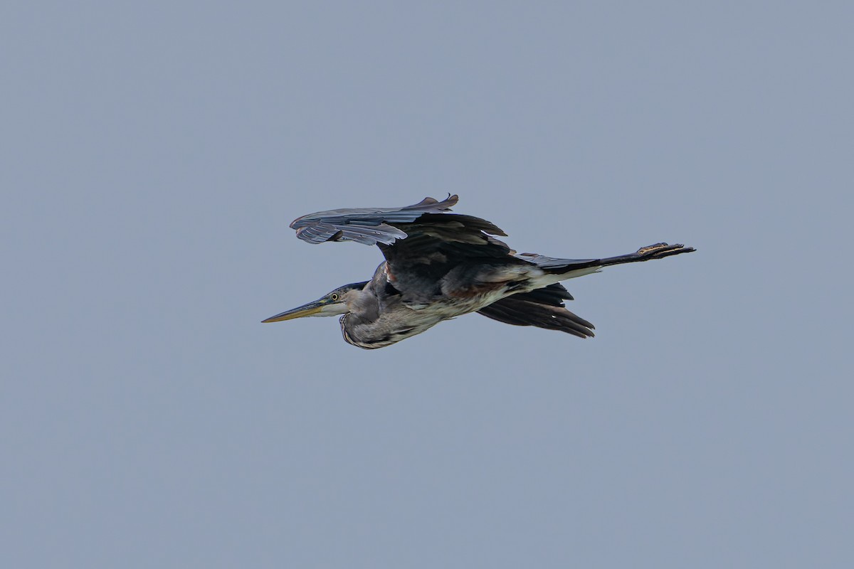 Great Blue Heron - ML644116148