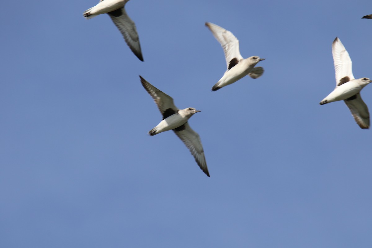 Сивка морська - ML644116151