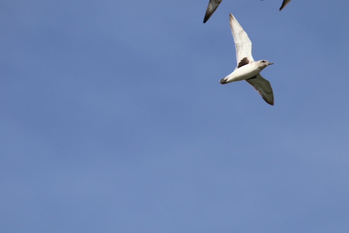 Сивка морська - ML644116152