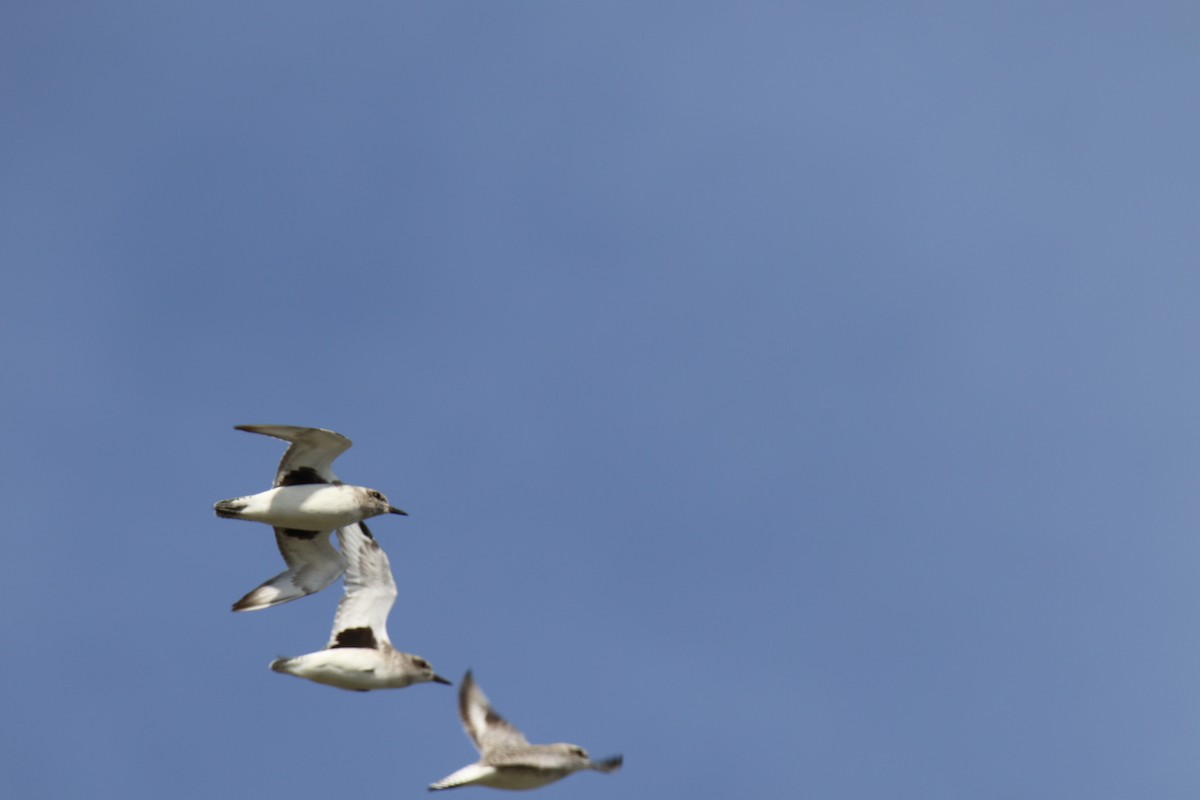 Сивка морська - ML644116153