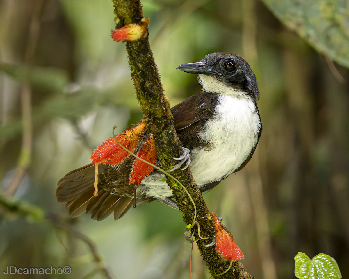 Bicolored Antbird - ML644116156