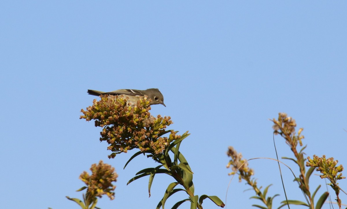 Золотомушка рубіновочуба - ML644116167