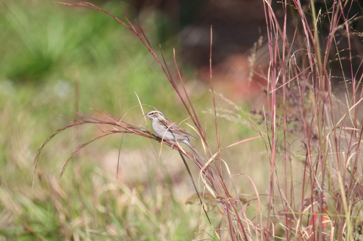 Карнатка білоброва - ML644116195