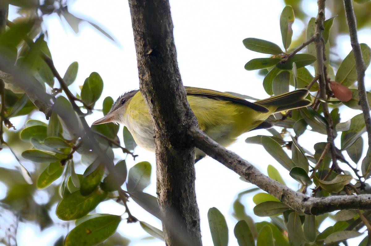 Yellow-green Vireo - ML644116214