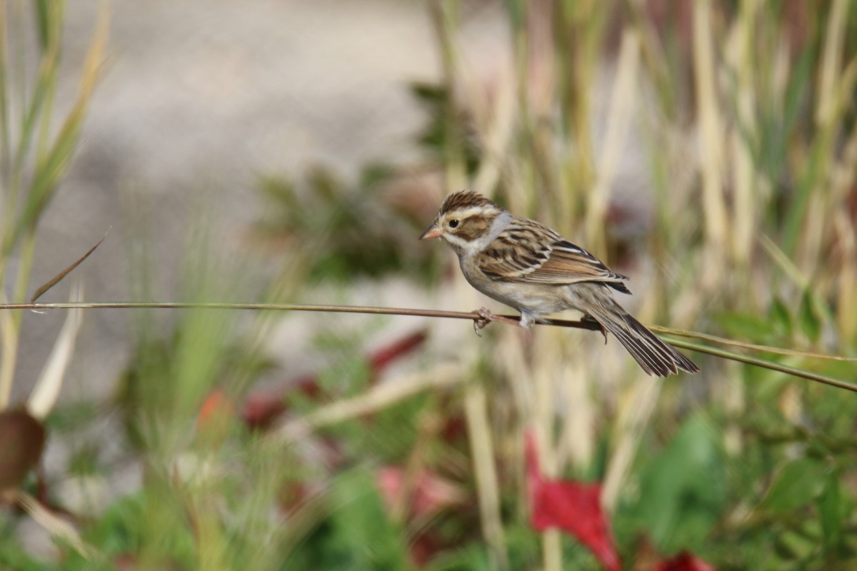 Карнатка бліда - ML644116219
