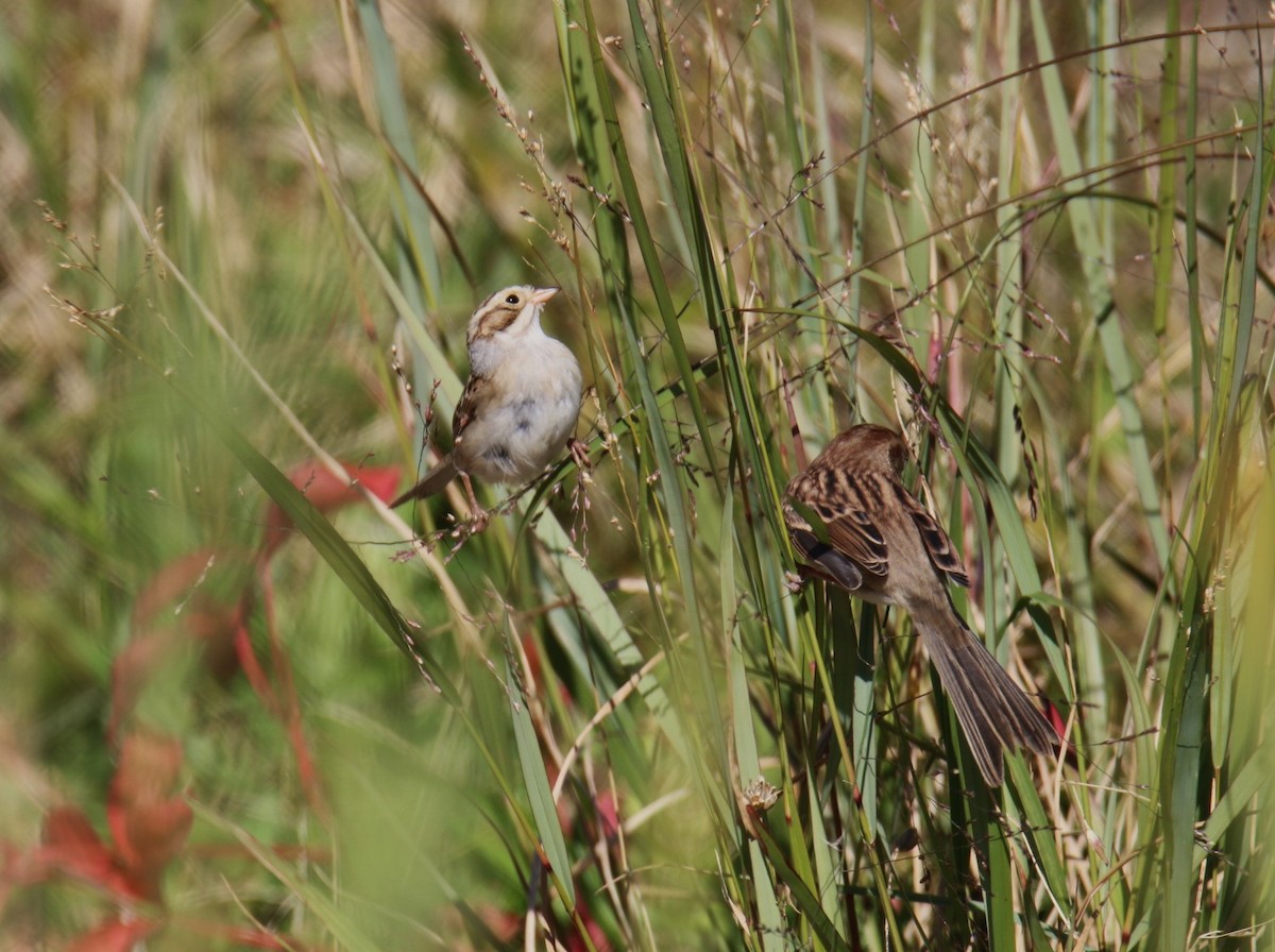 Карнатка бліда - ML644116220