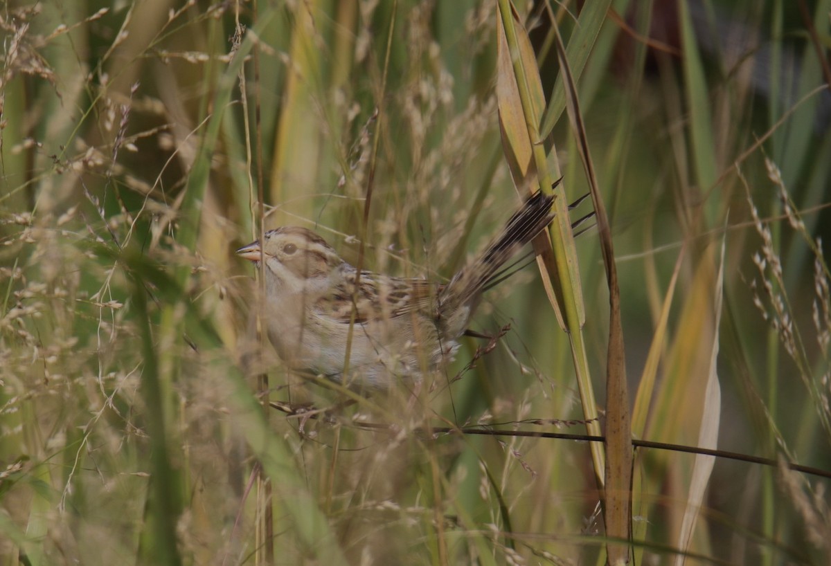 Карнатка бліда - ML644116221