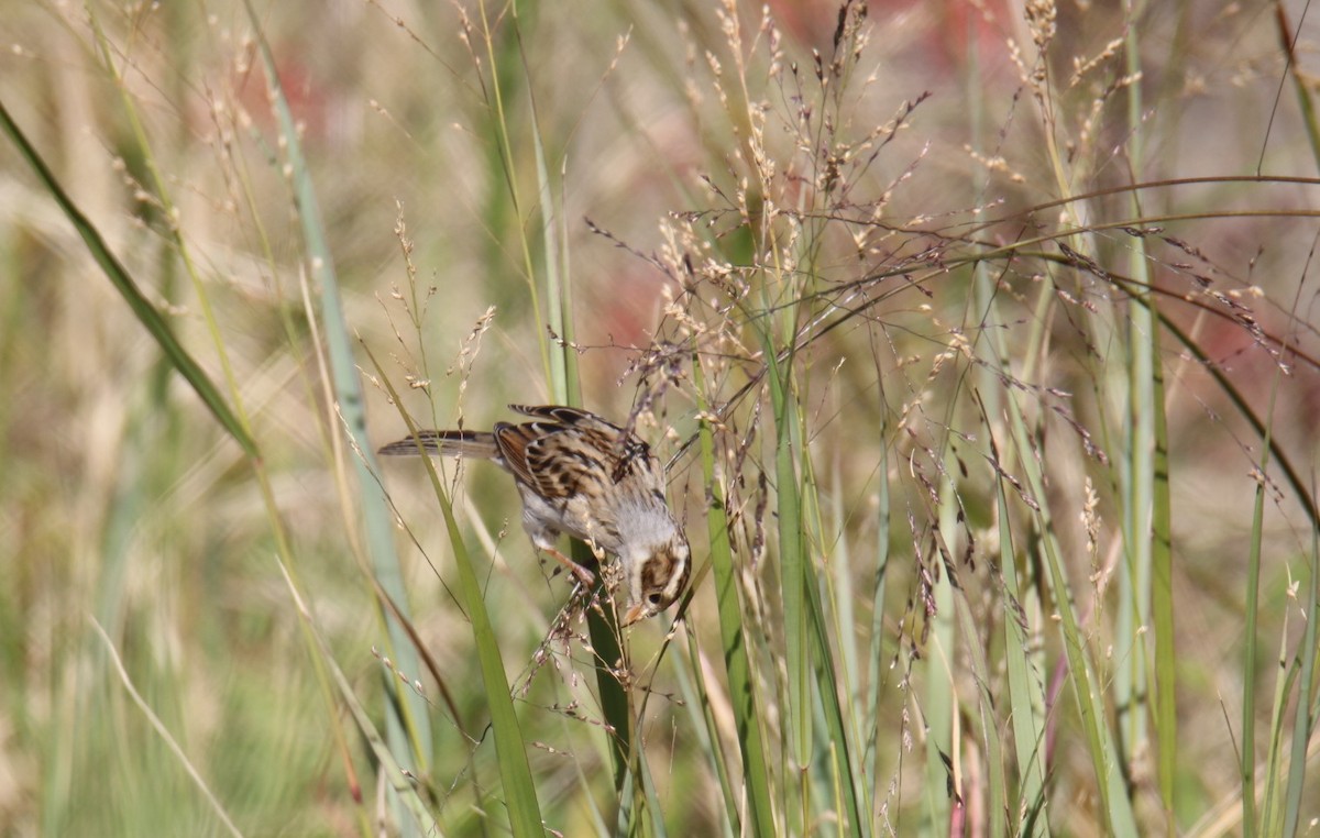 Карнатка бліда - ML644116222