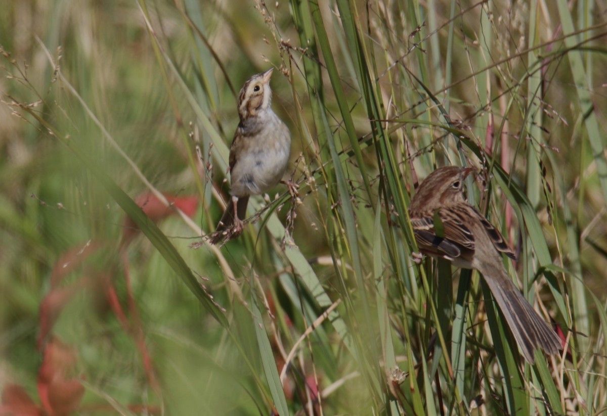 Карнатка бліда - ML644116223