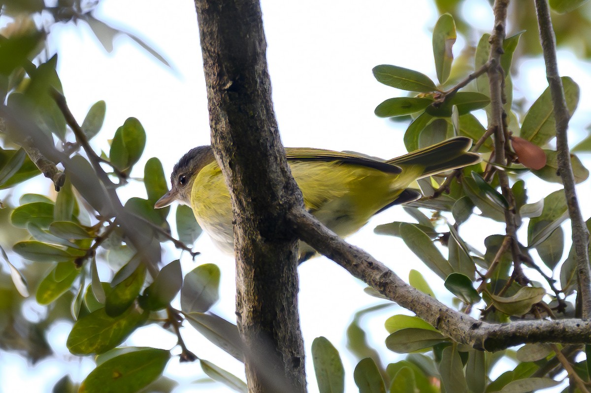 Yellow-green Vireo - ML644116225